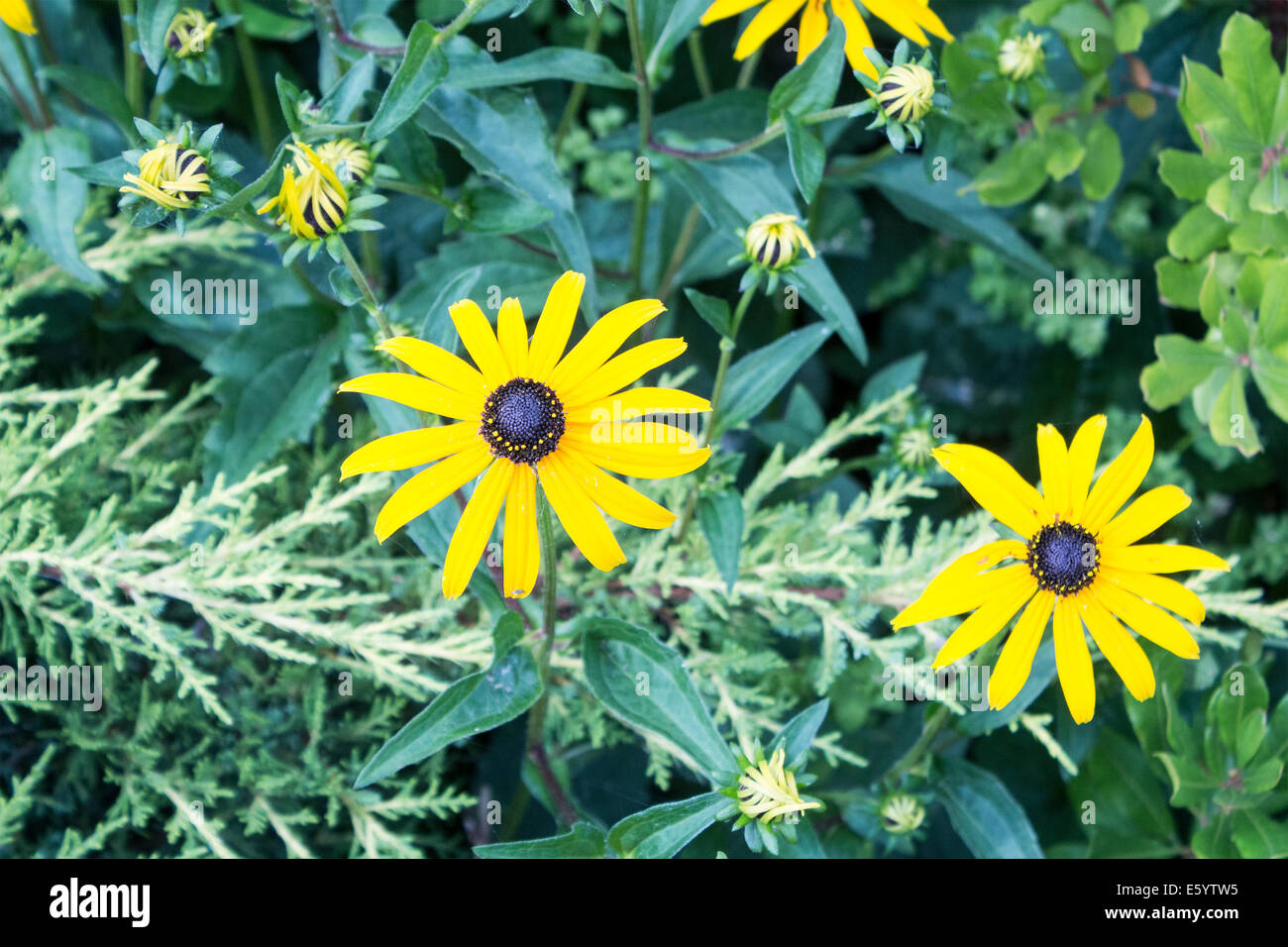 Black eyed Susan flowers Stock Photo Alamy