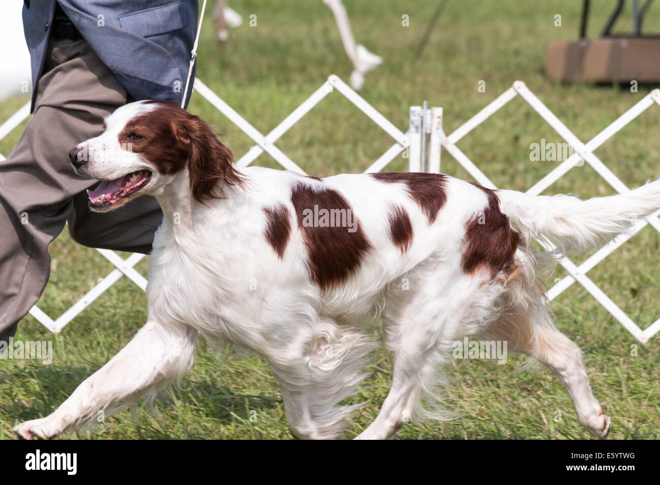 Red and White Irish Setter in the show ring at the Orillia Dog Show. Stock Photo