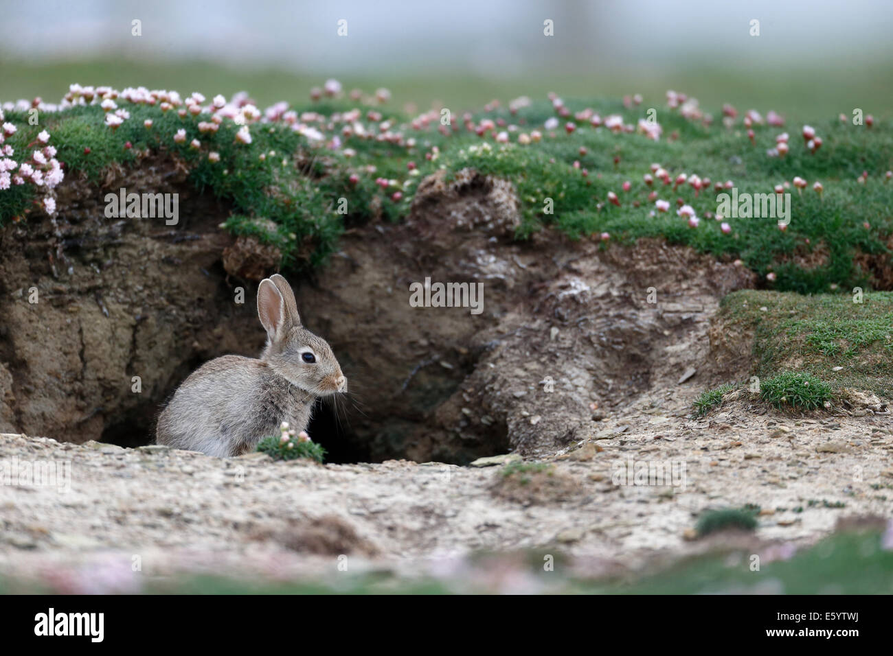 Rabbit, Oryctolagus cuniculus, single mammal by hole, Orkney, June,  2014 Stock Photo