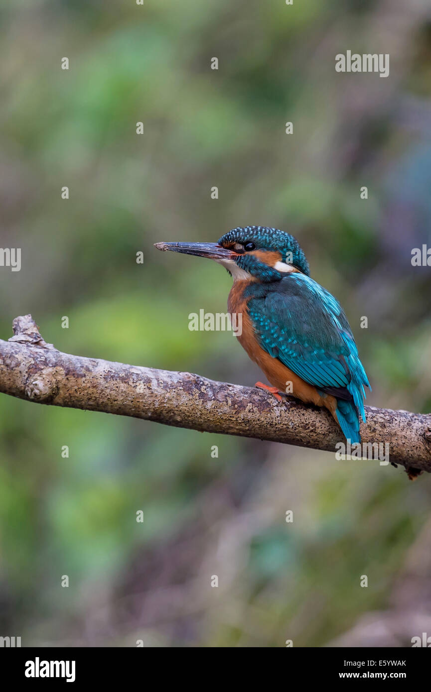 Kingfisher with fish on a branch Stock Photo