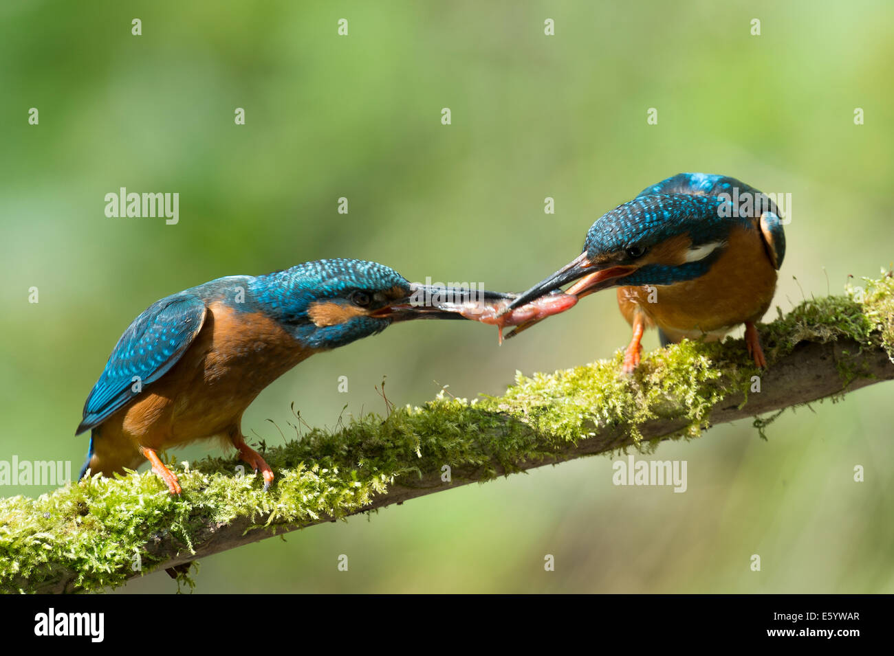 Kingfisher with fish on a branch Stock Photo
