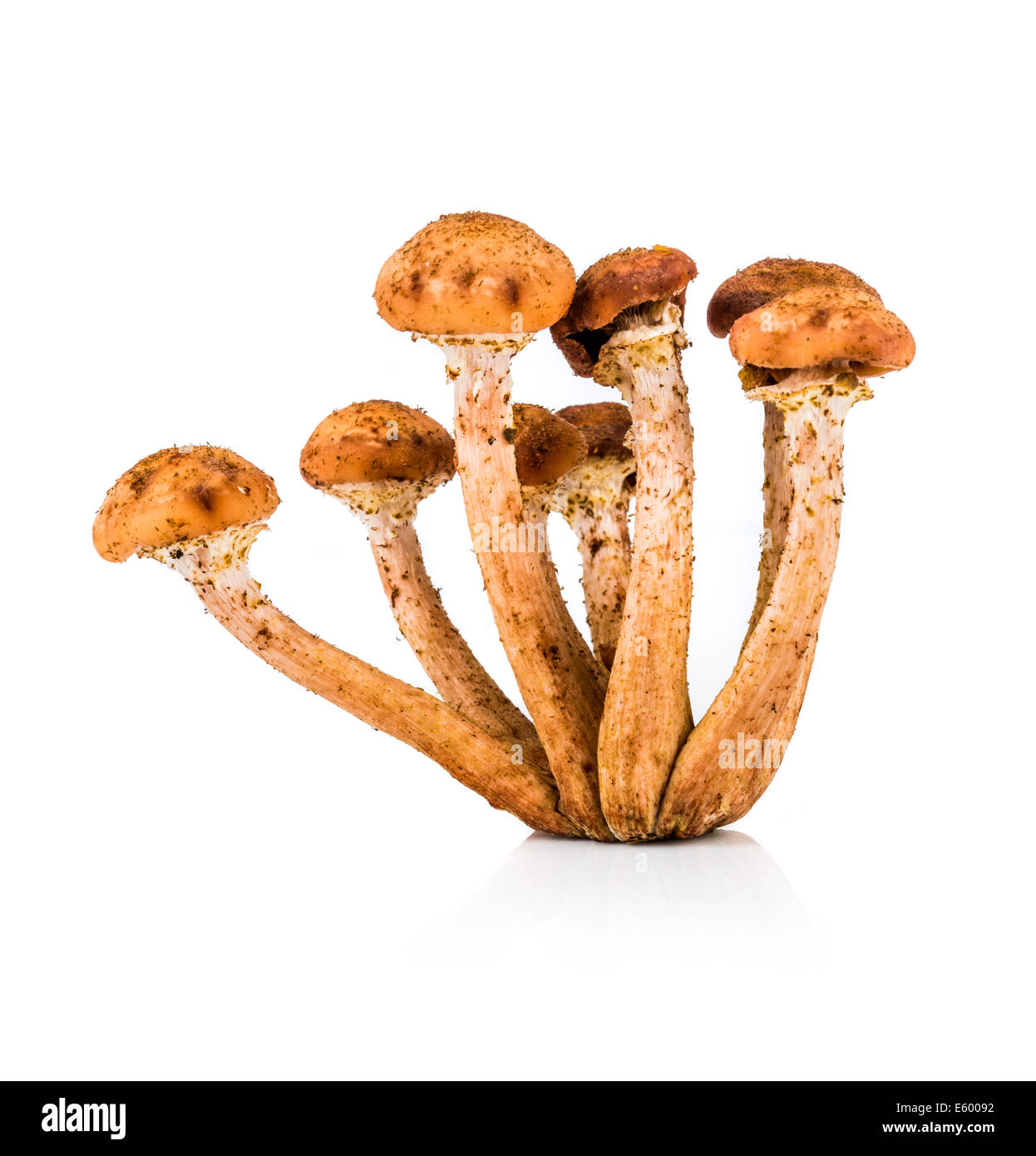 Mushroom a honey agaric on a white background Stock Photo