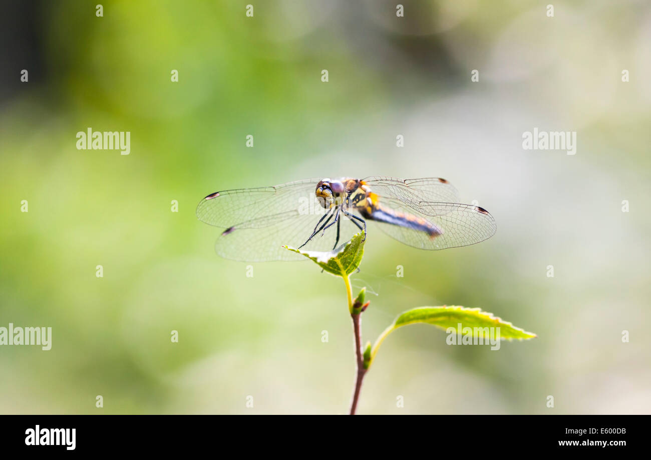 Close up of a dragonfly on a green tree leaf Stock Photo - Alamy