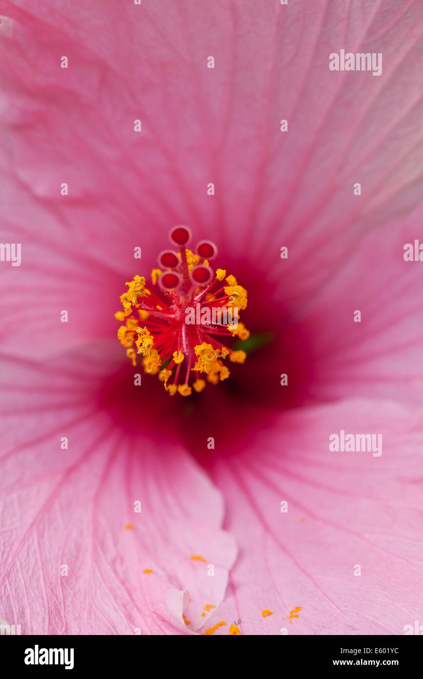 Tropical plant study hi-res stock photography and images - Alamy