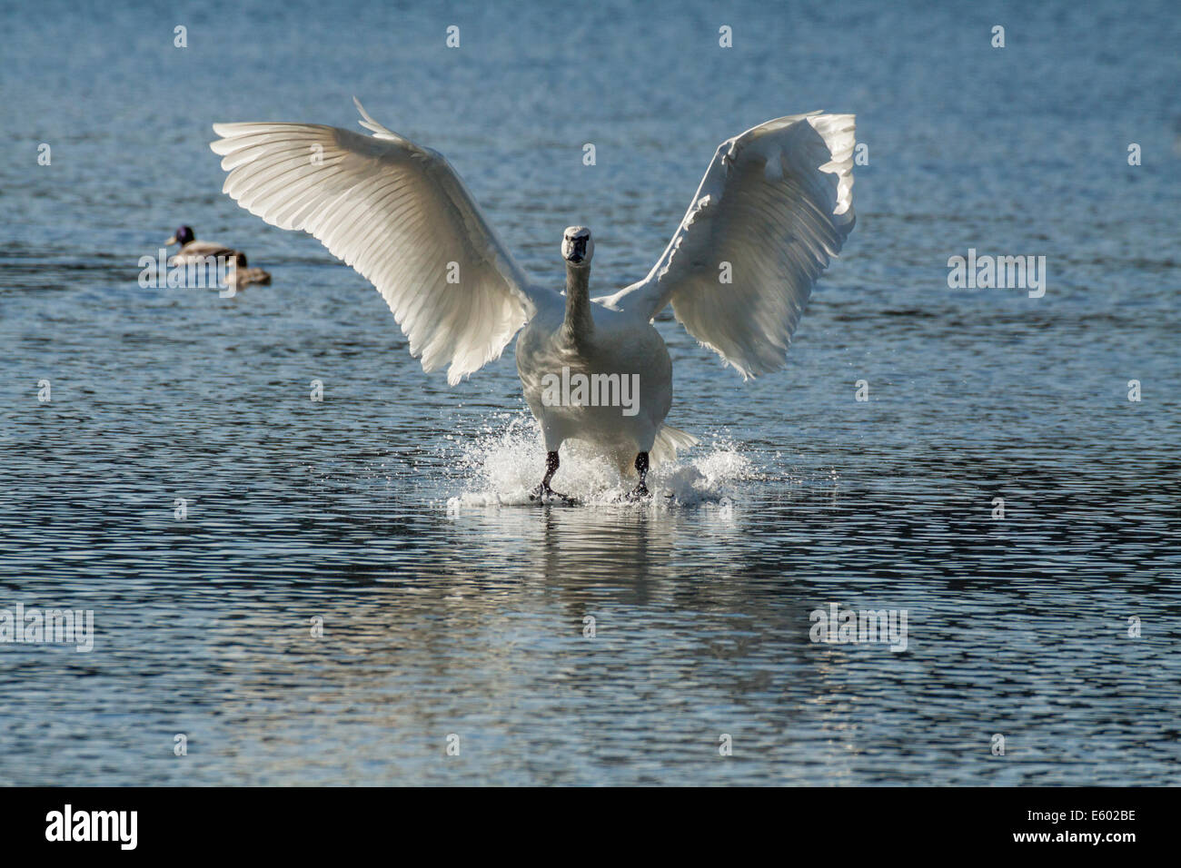 Trumpeter swan preparing to land on lagoon-Victoria, British Columbia, Canada. Stock Photo