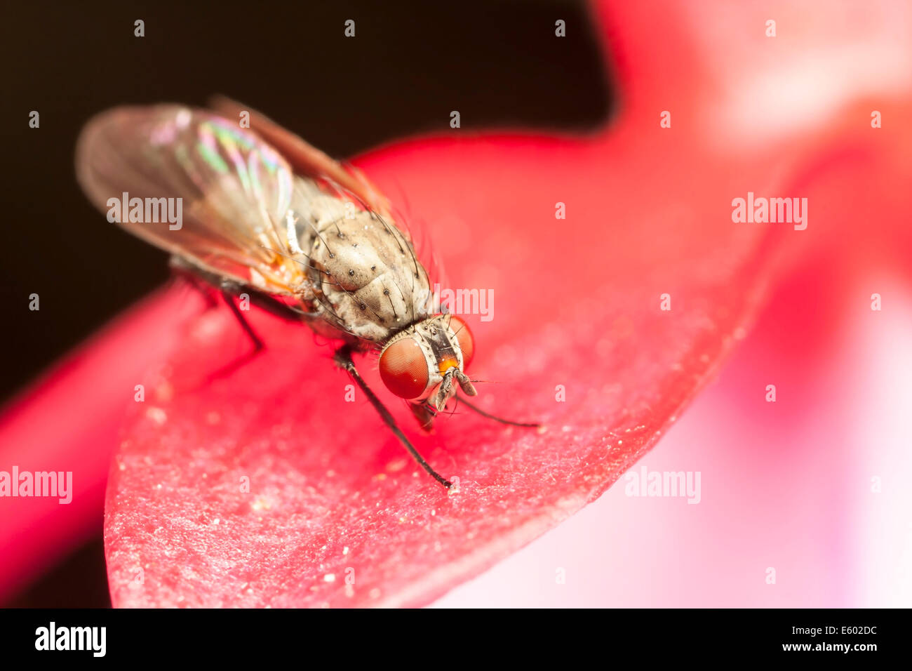 Portrait of a fly with red eyes on a red plant leaf Stock Photo - Alamy