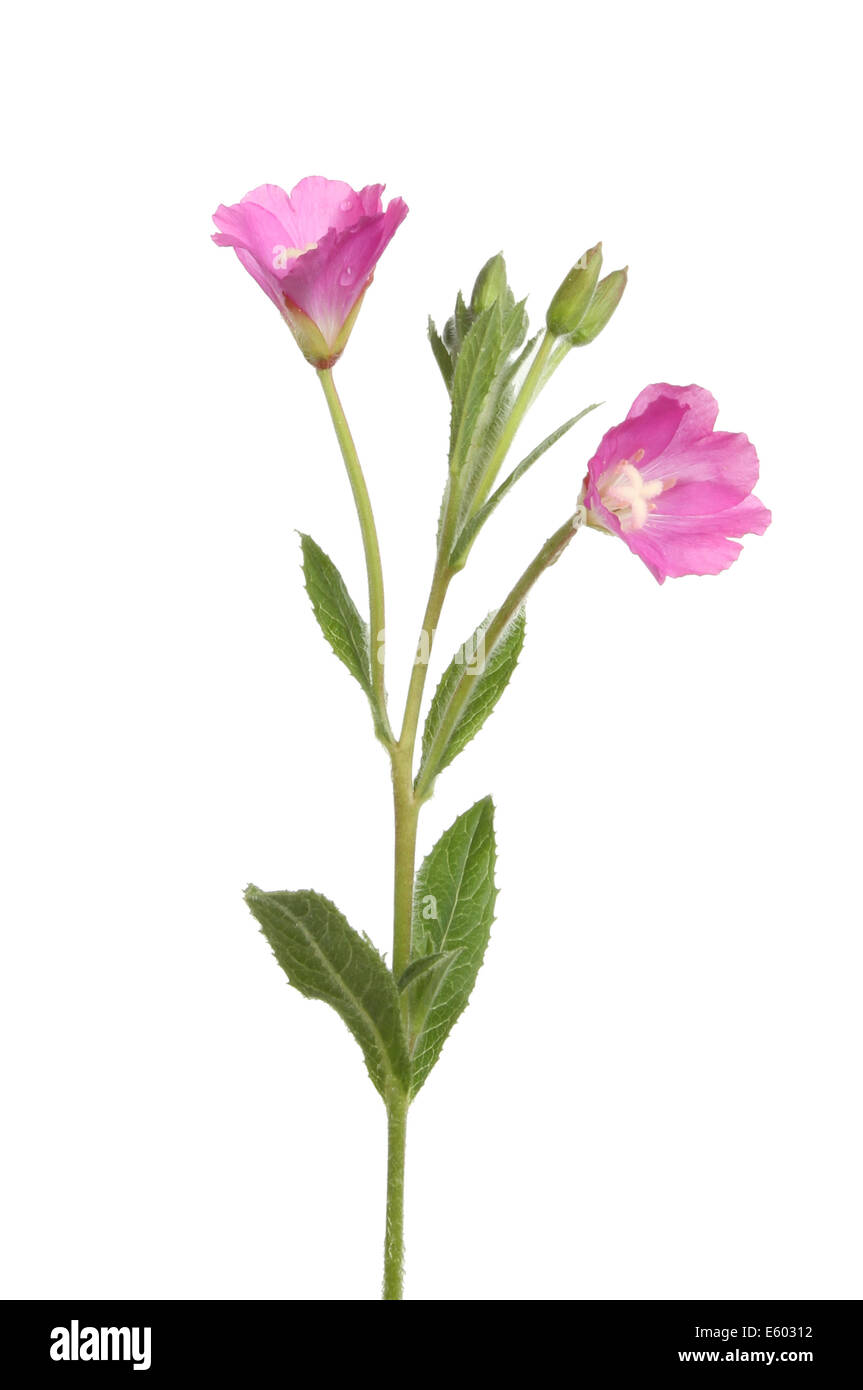 Greater Willowherb wild flower isolated against white Stock Photo