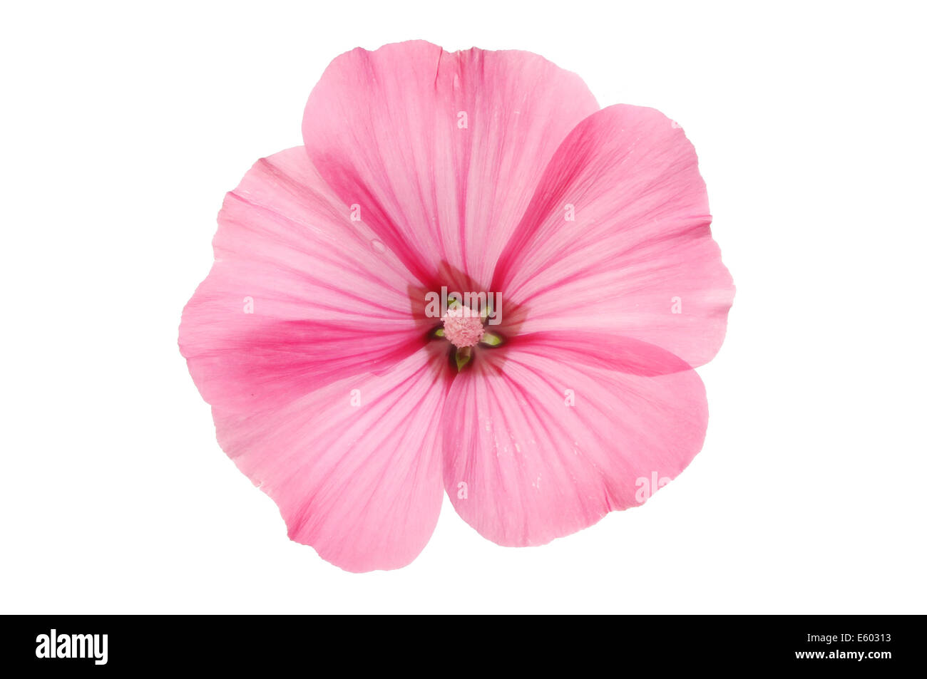 Single pink lavatera flower isolated against white Stock Photo