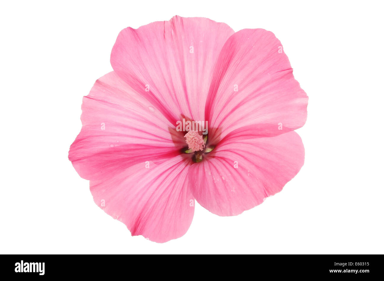 Single pink Lavatera flower isolated against white Stock Photo