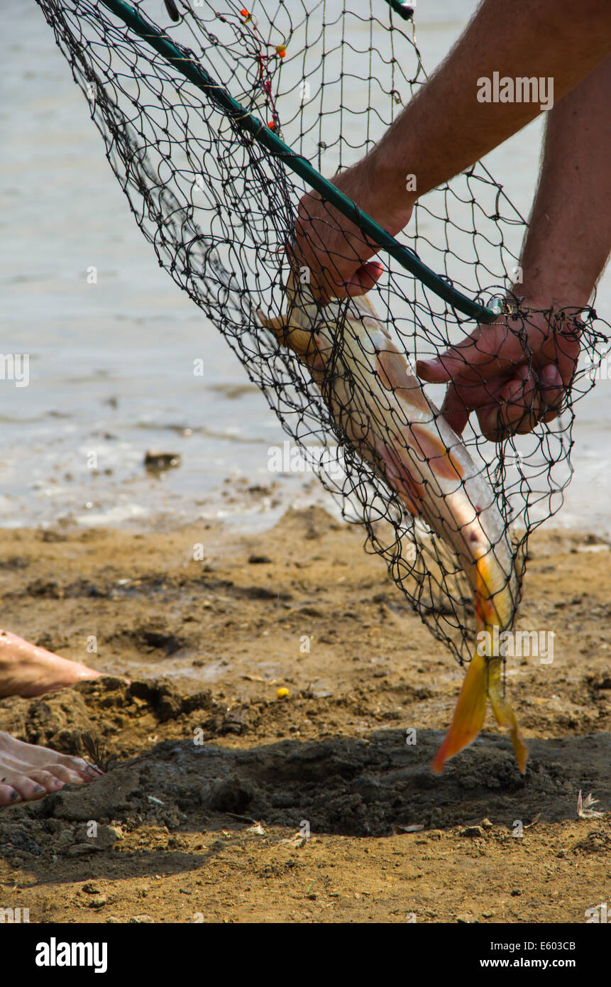 fish catch with one big grey carp Stock Photo
