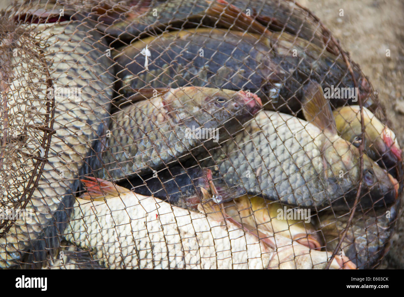 fish catch with many big grey carps Stock Photo