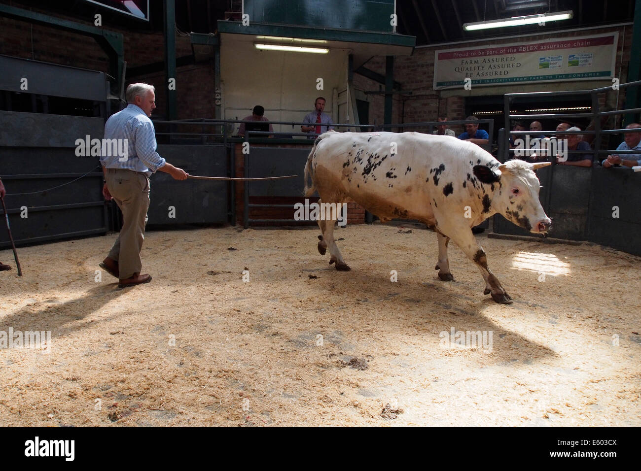 Bull auction hires stock photography and images Alamy