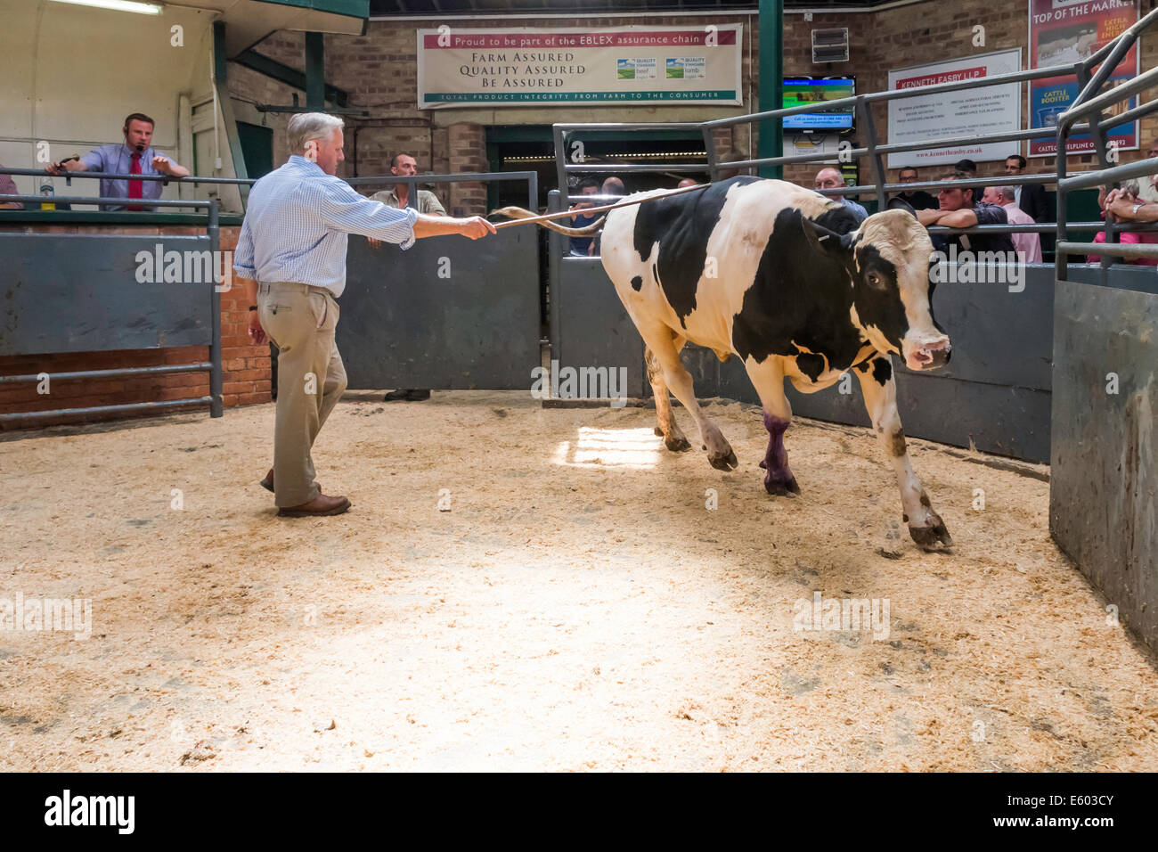 Auction ring hires stock photography and images Alamy