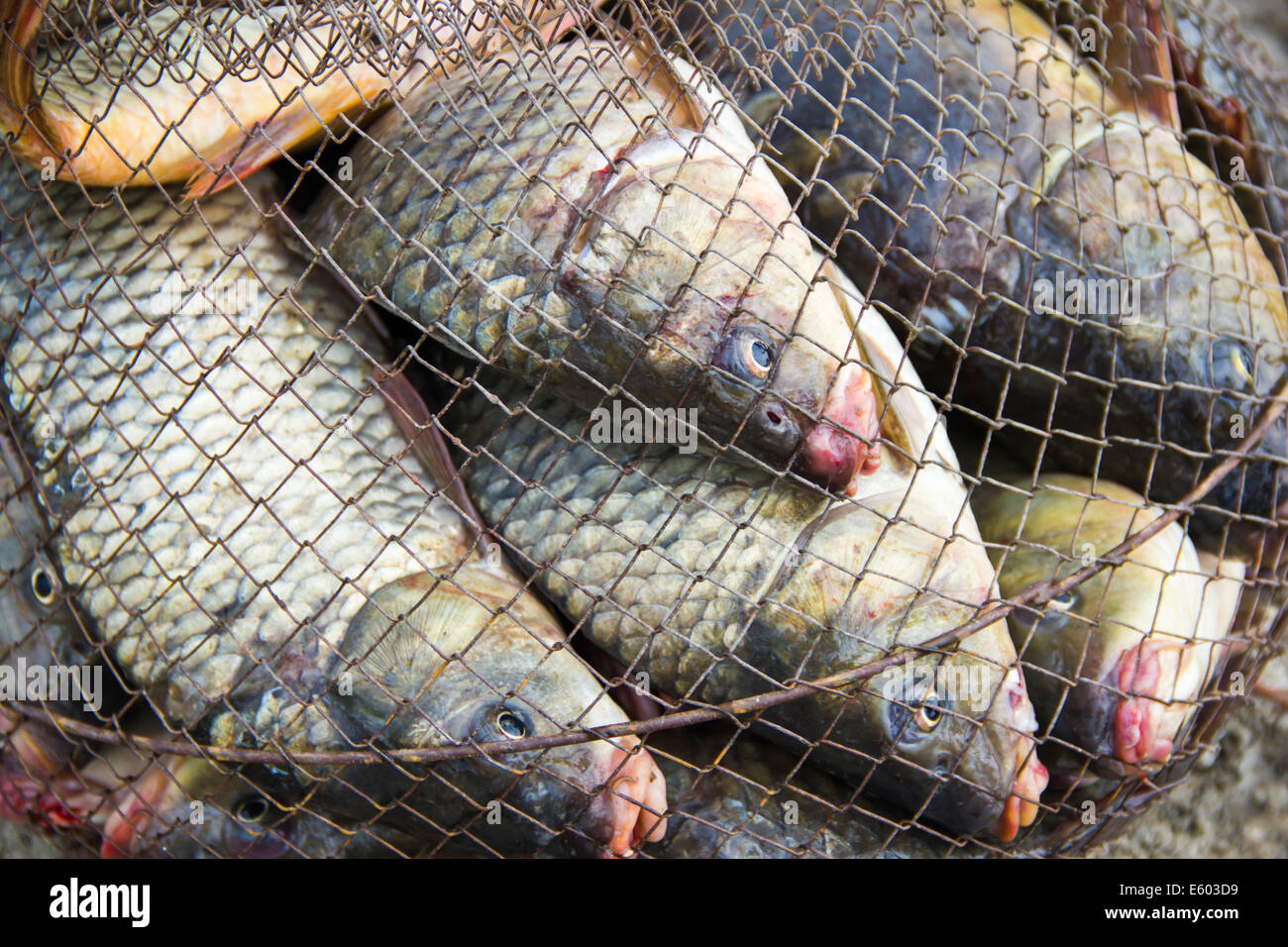 fish catch with many big grey carps Stock Photo