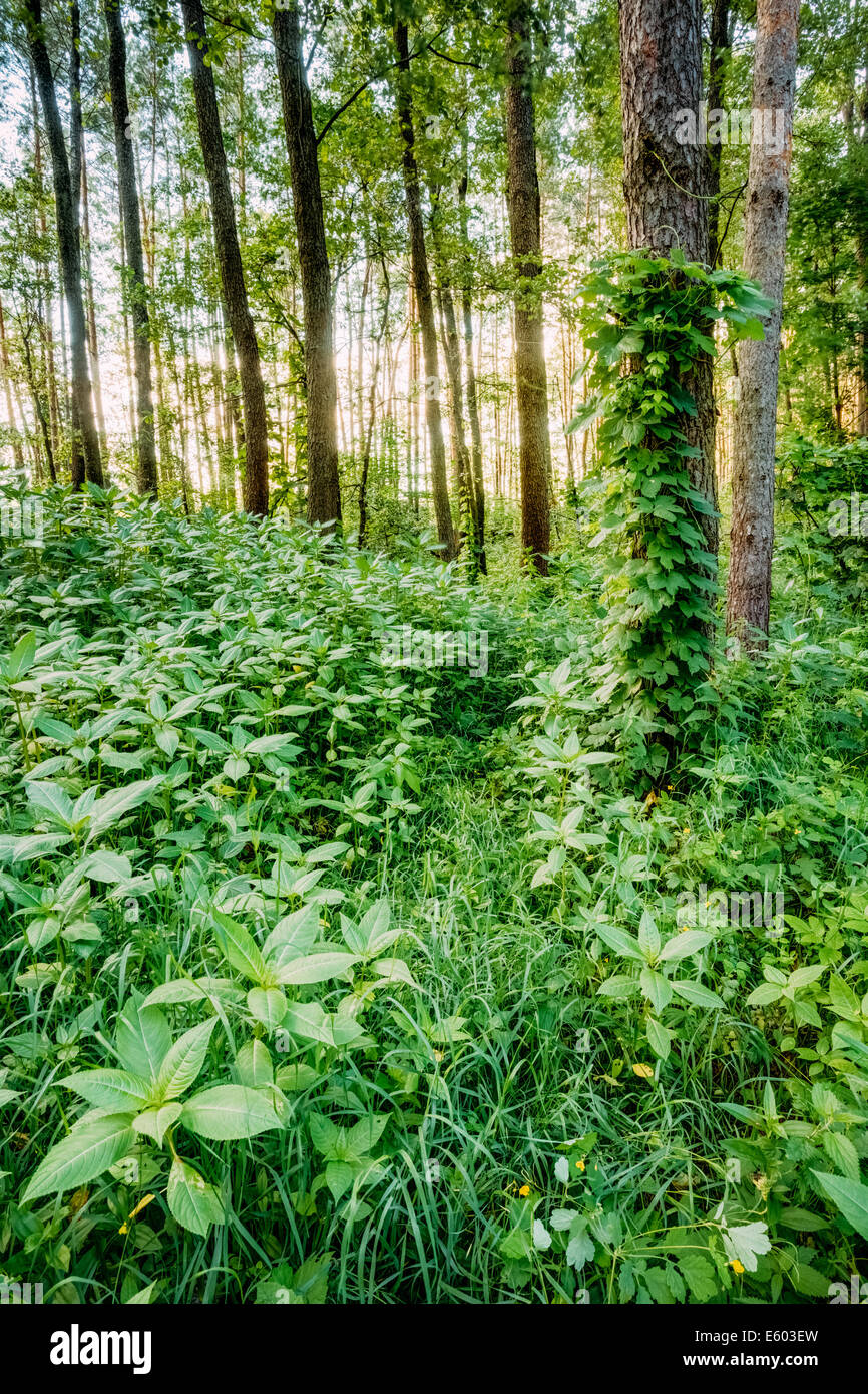 Coniferous forest russia hi-res stock photography and images - Alamy