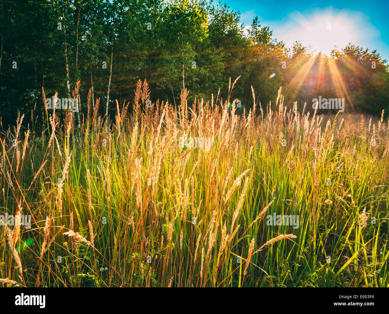 Sunlight In The Green Meadow Grass, Forest. Summer Time. Stock Photo