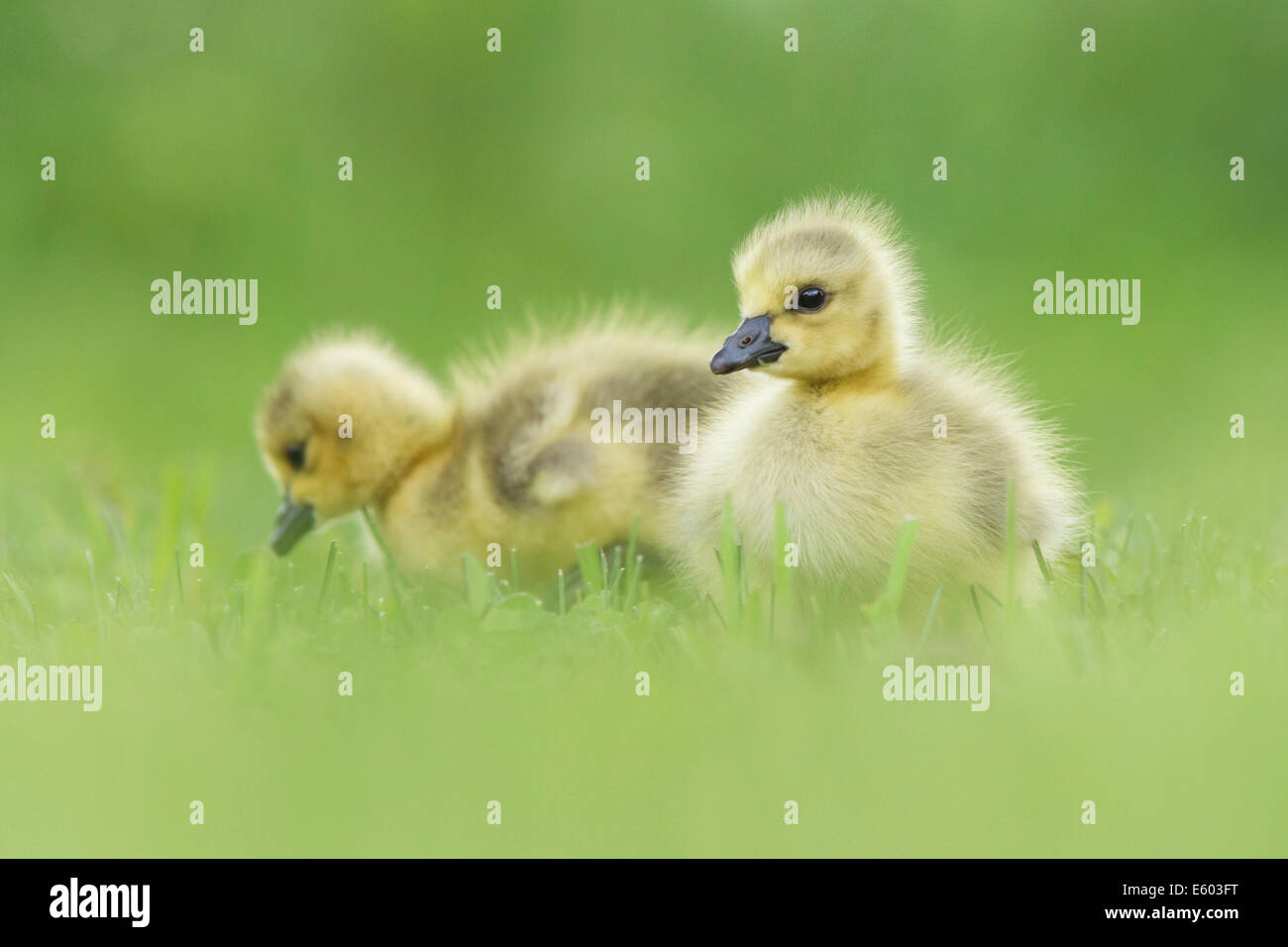 Canada Goose gosling's in spring Stock Photo