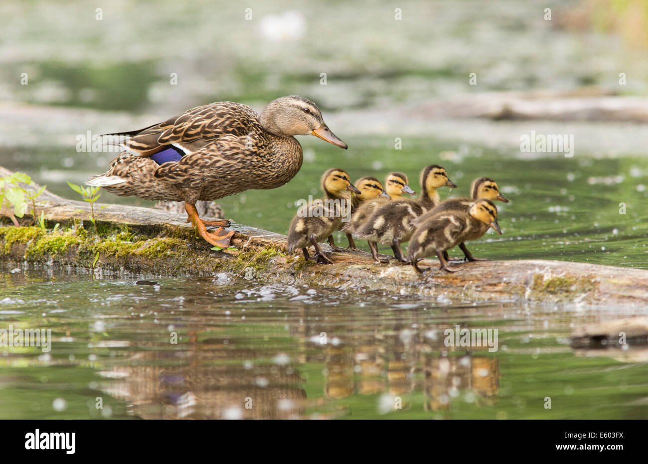 Mallard Duck hen and six ducklings. Stock Photo