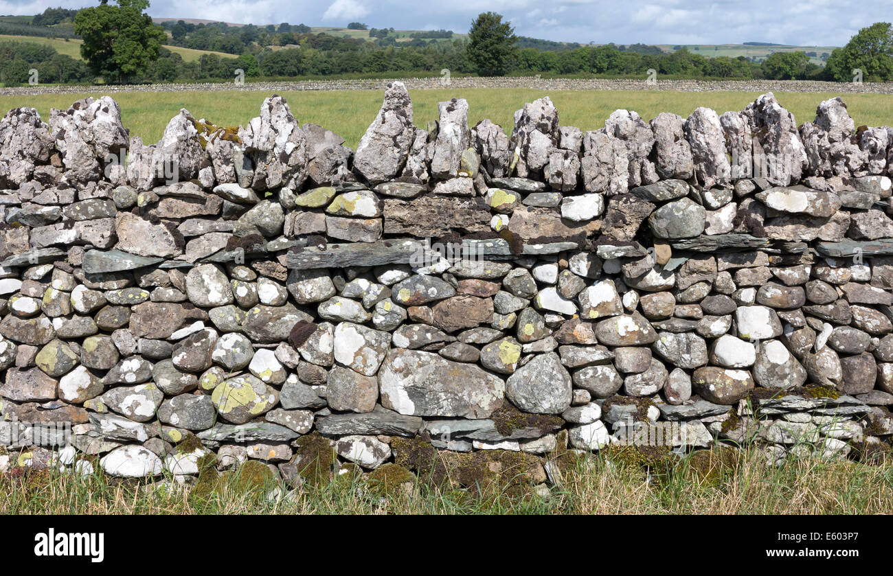 A section of dry stone wall made from limestone, Cumbria, England. With green field and hills in background Stock Photo