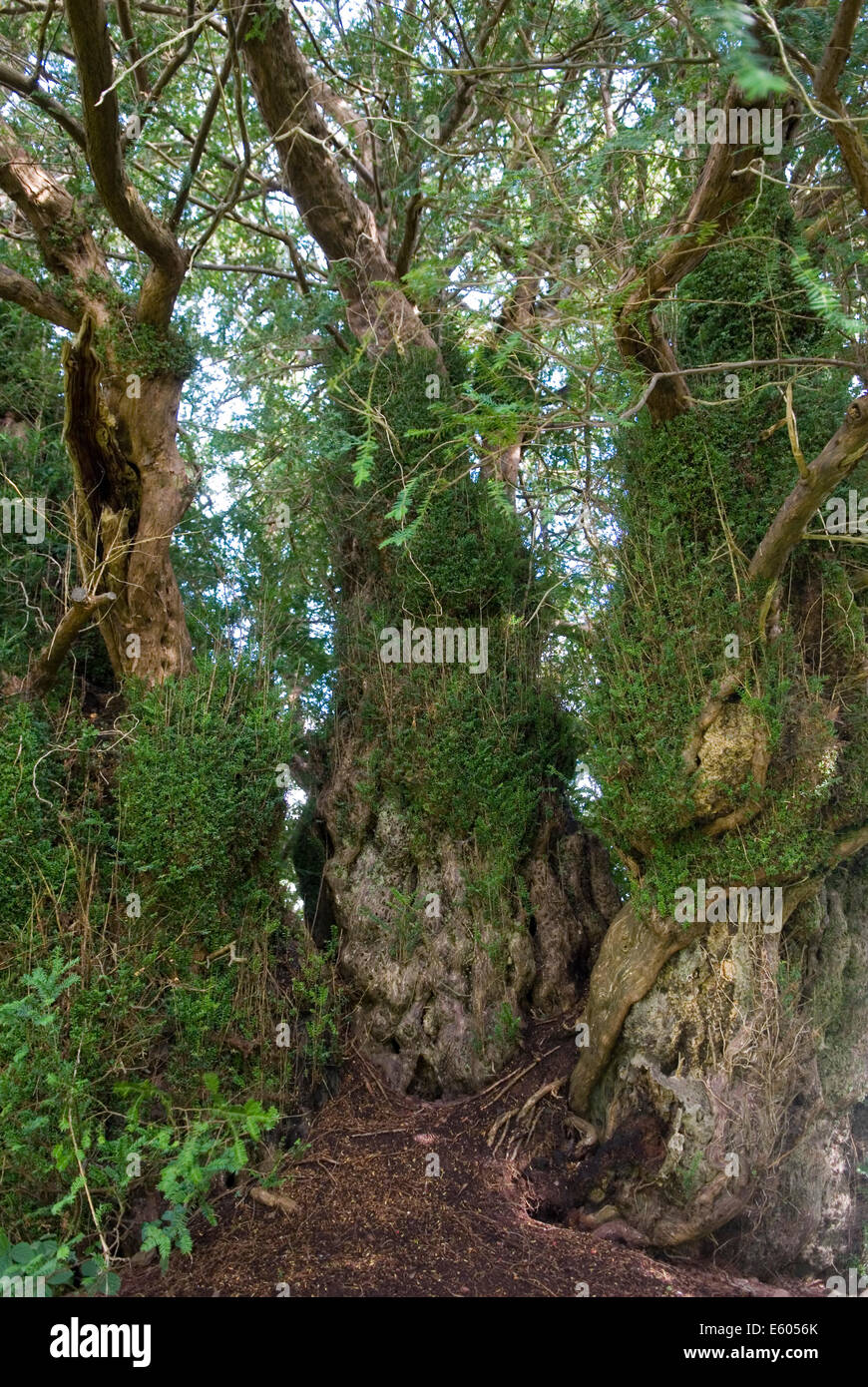 Defynnog Yew tree, St Cynogs churchyard nr Sennybridge Powys Wales.  5,000 yr old tree oldest living tree in UK HOMER SYKES Stock Photo