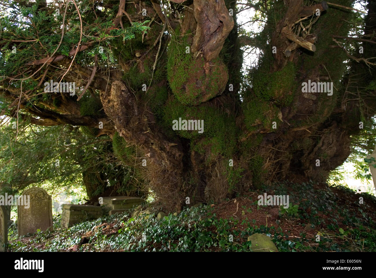 Defynnog Yew tree, St Cynogs churchyard nr Sennybridge Powys Wales.  5,000 yr old tree oldest living tree in UK HOMER SYKES Stock Photo