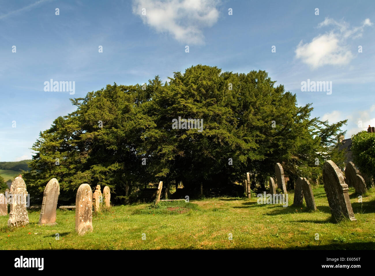 Defynnog Yew tree, St Cynogs churchyard nr Sennybridge Powys Wales.  5,000 yr old tree oldest living tree in 2014 2010s UK HOMER SYKES Stock Photo
