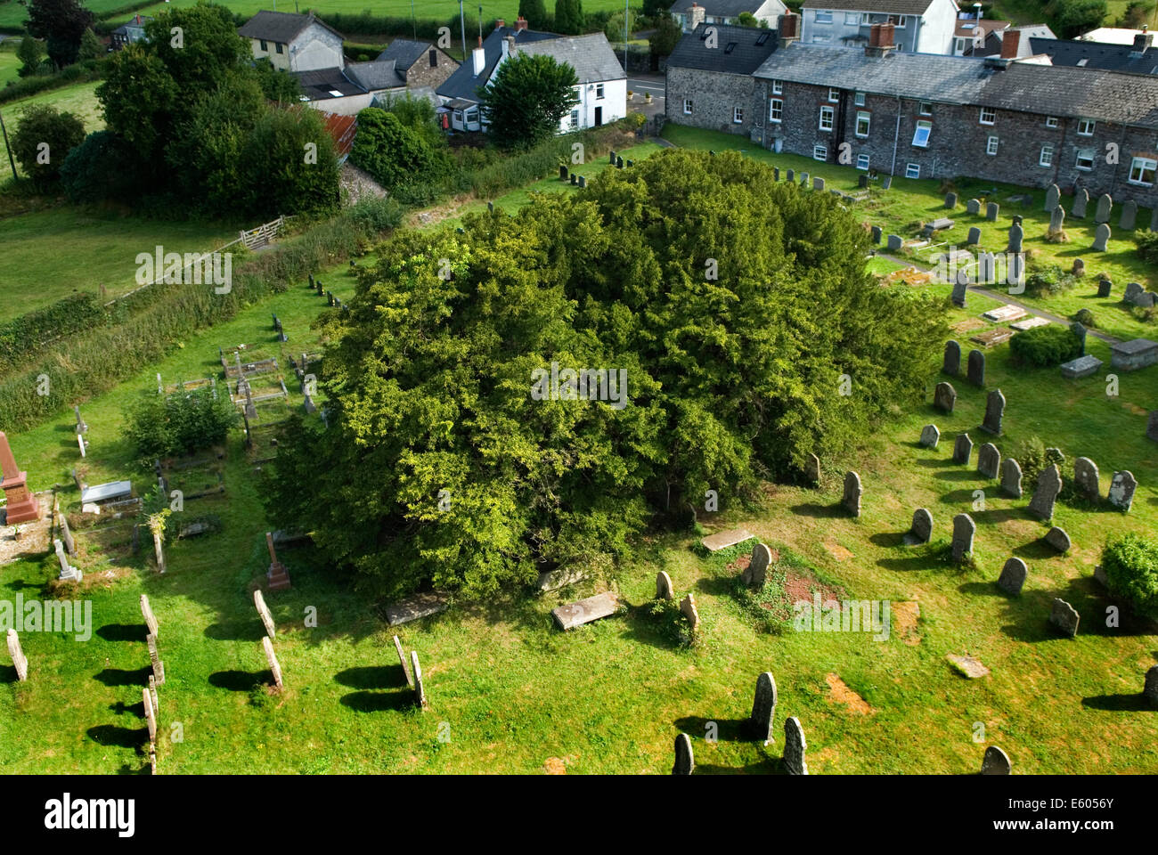 Defynnog ancient Yew tree, St Cynogs churchyard nr Sennybridge Powys Wales.  5,000 yr old tree oldest living tree in UK HOMER SYKES Stock Photo