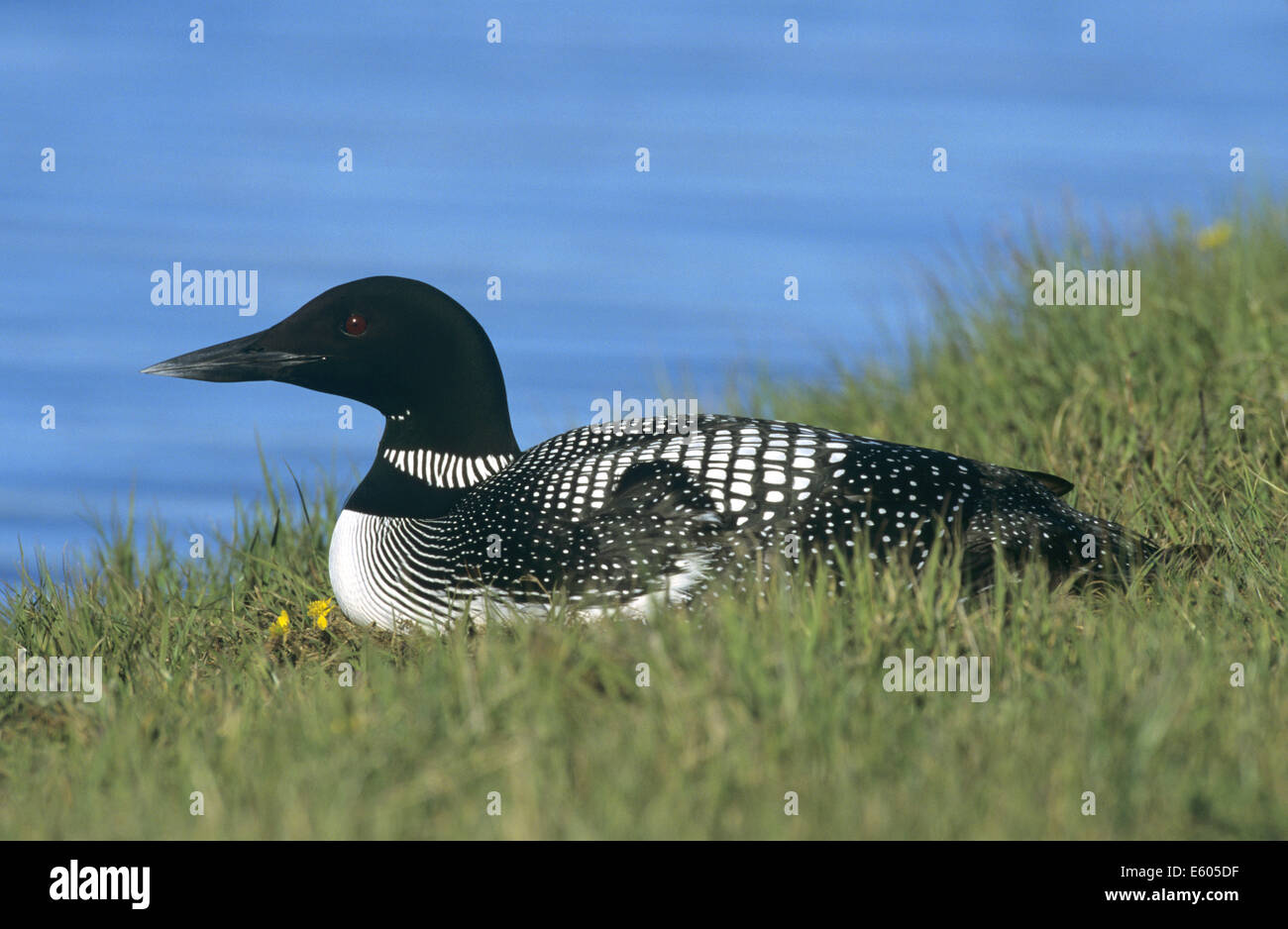 Great Northern Diver Gavia immer Stock Photo