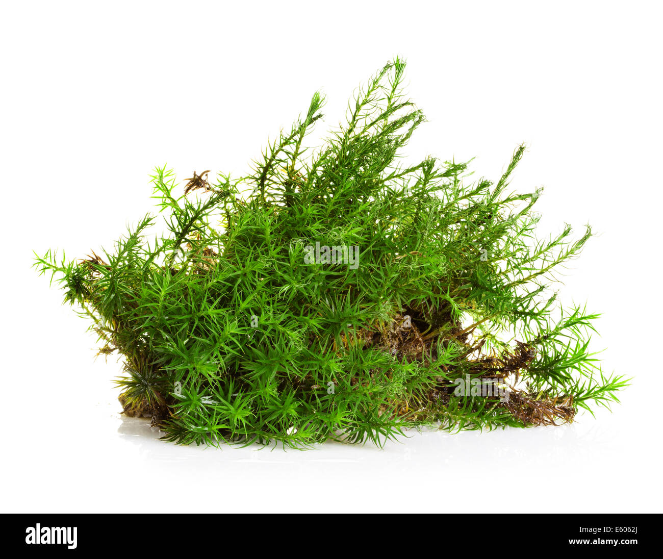 Green moss isolated on white bakground Stock Photo
