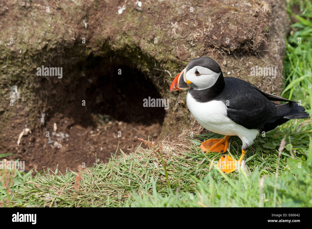 An Atlantic Puffin (fratercula arctica) stands next to its burrow on the island of Lunga off Scotland's west coast. Stock Photo