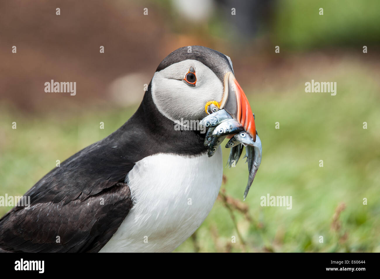 An Atlantic puffin (Fratercula arctica) with a beak full of fish as seen on the island of Lunga off Scotland's west coast Stock Photo