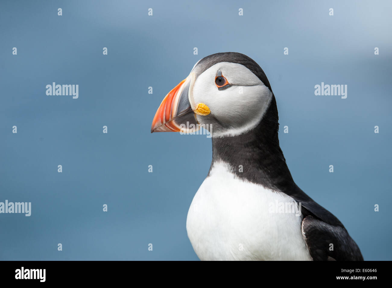 A close-up image of the head of an Atlantic Puffin seen on the island of Lunga off Scotland's west coast. Stock Photo