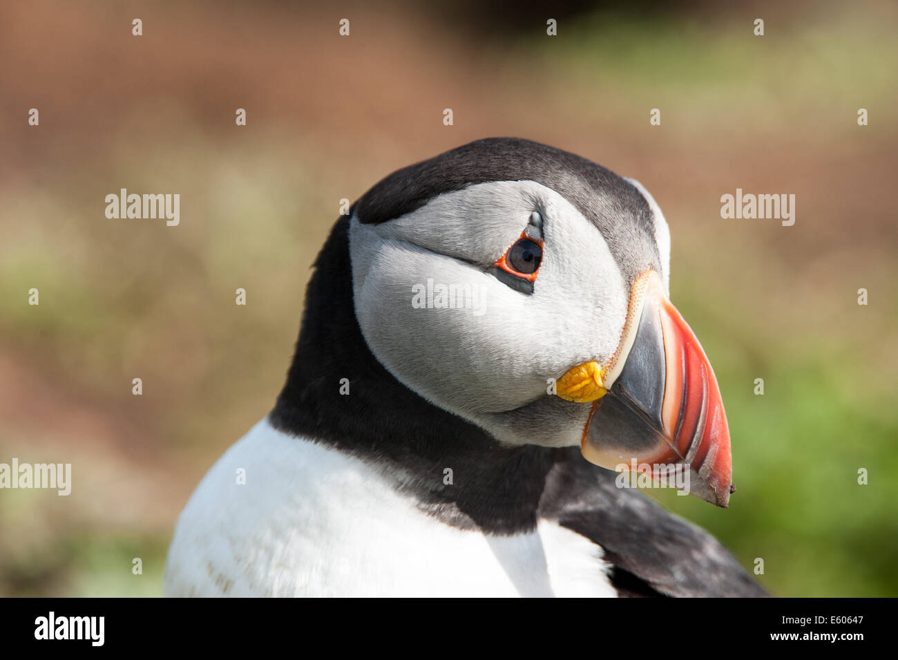 A close-up image of the head of an Atlantic Puffin seen on the island of Lunga off Scotland's west coast. Stock Photo