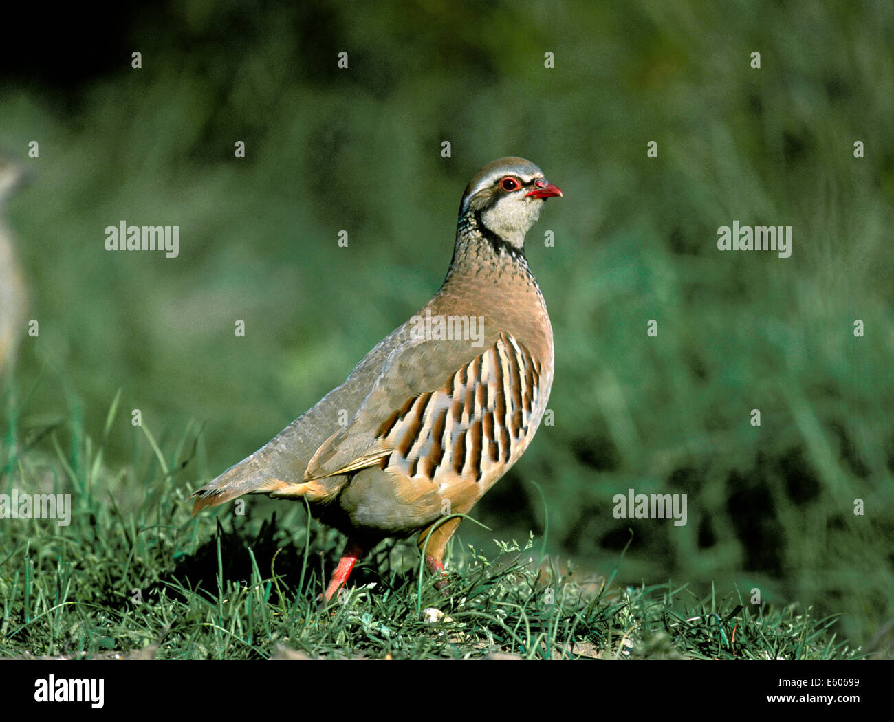 Red legged partridge shooting hires stock photography and images Alamy