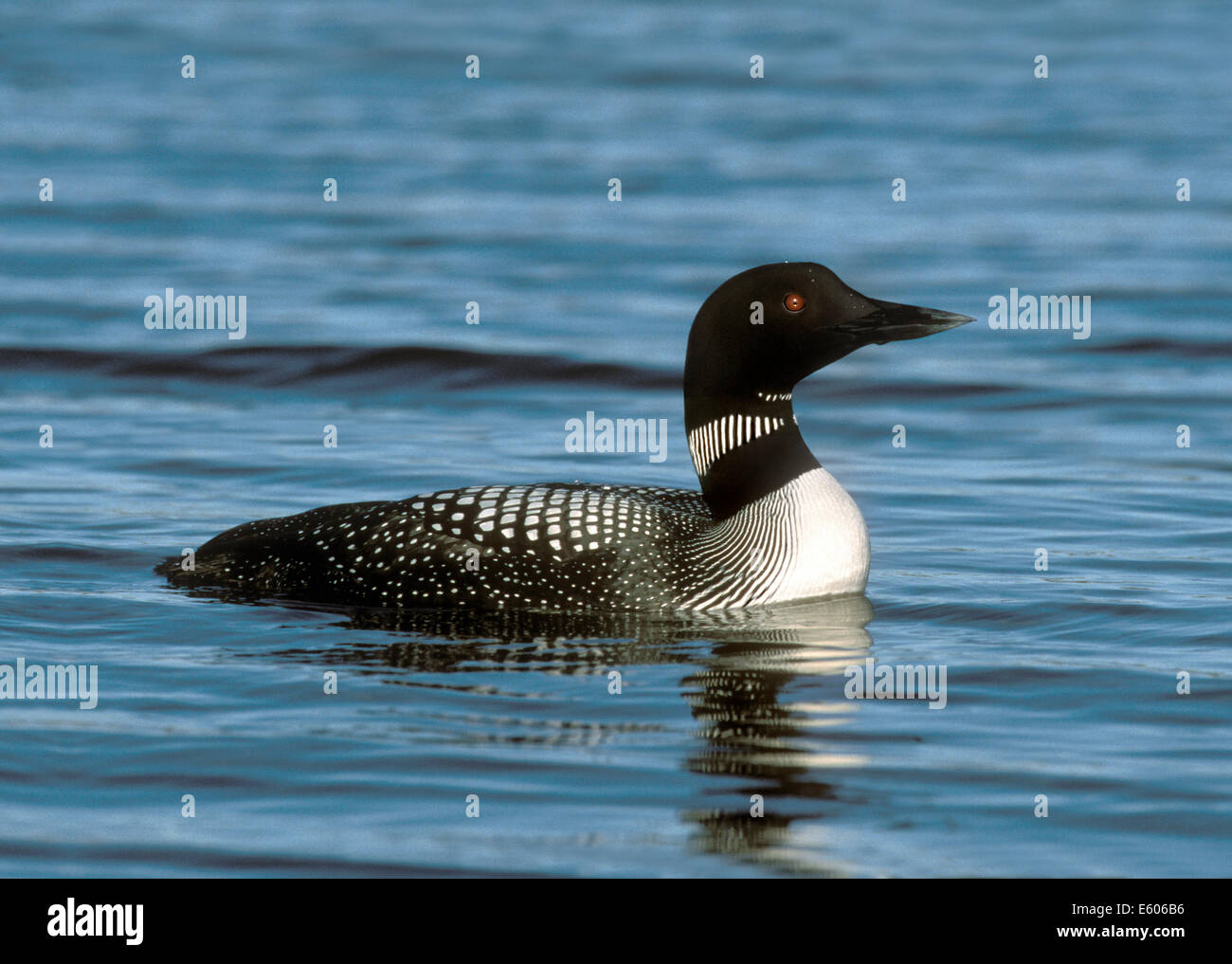Great Northern Diver Gavia immer Stock Photo
