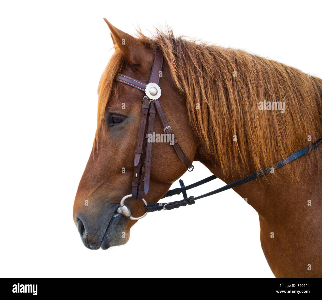 Graceful horse Stock Photo