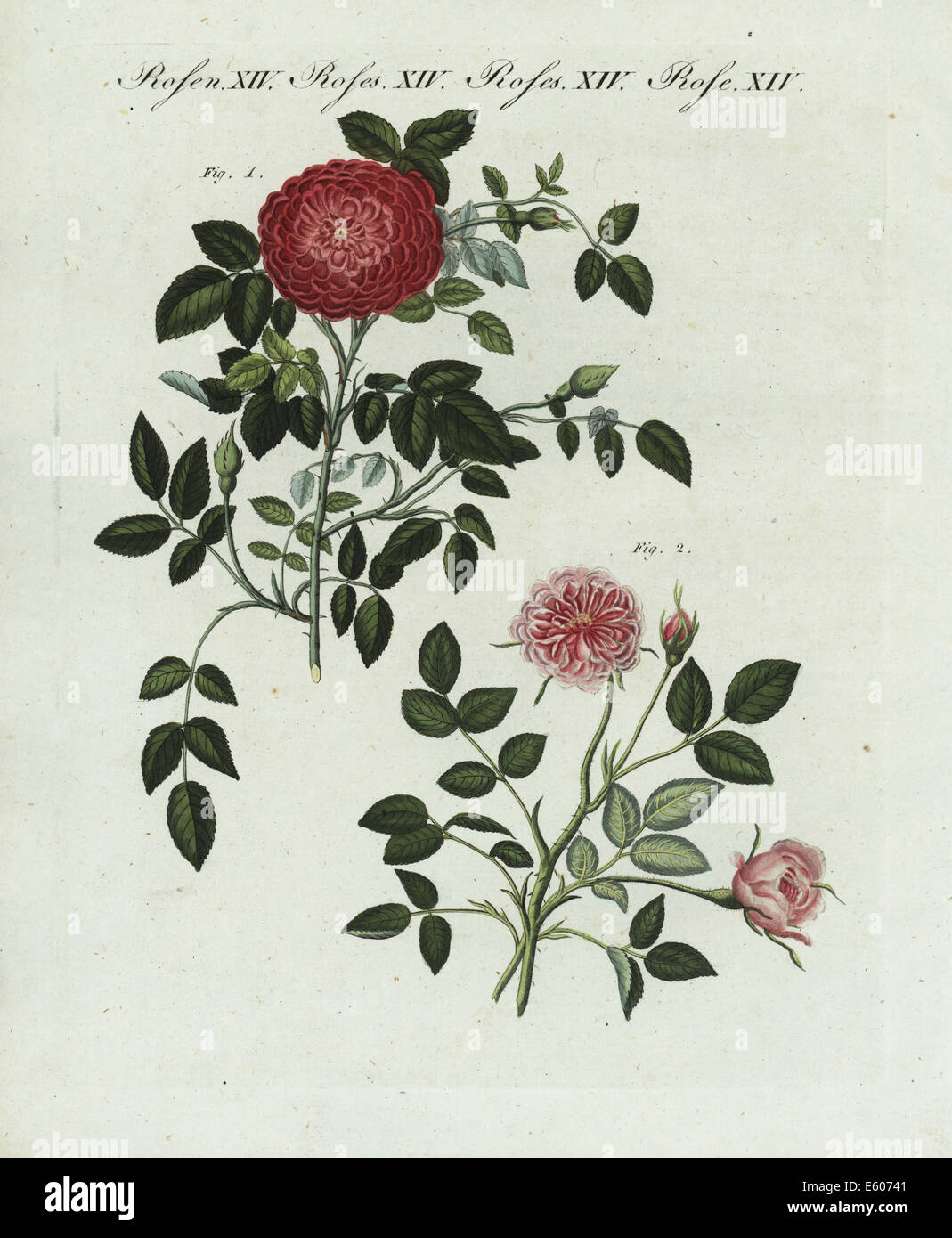 Small Provence rose, Rosa provincialis, and Dijon rose, Rosa dijonensis. Stock Photo