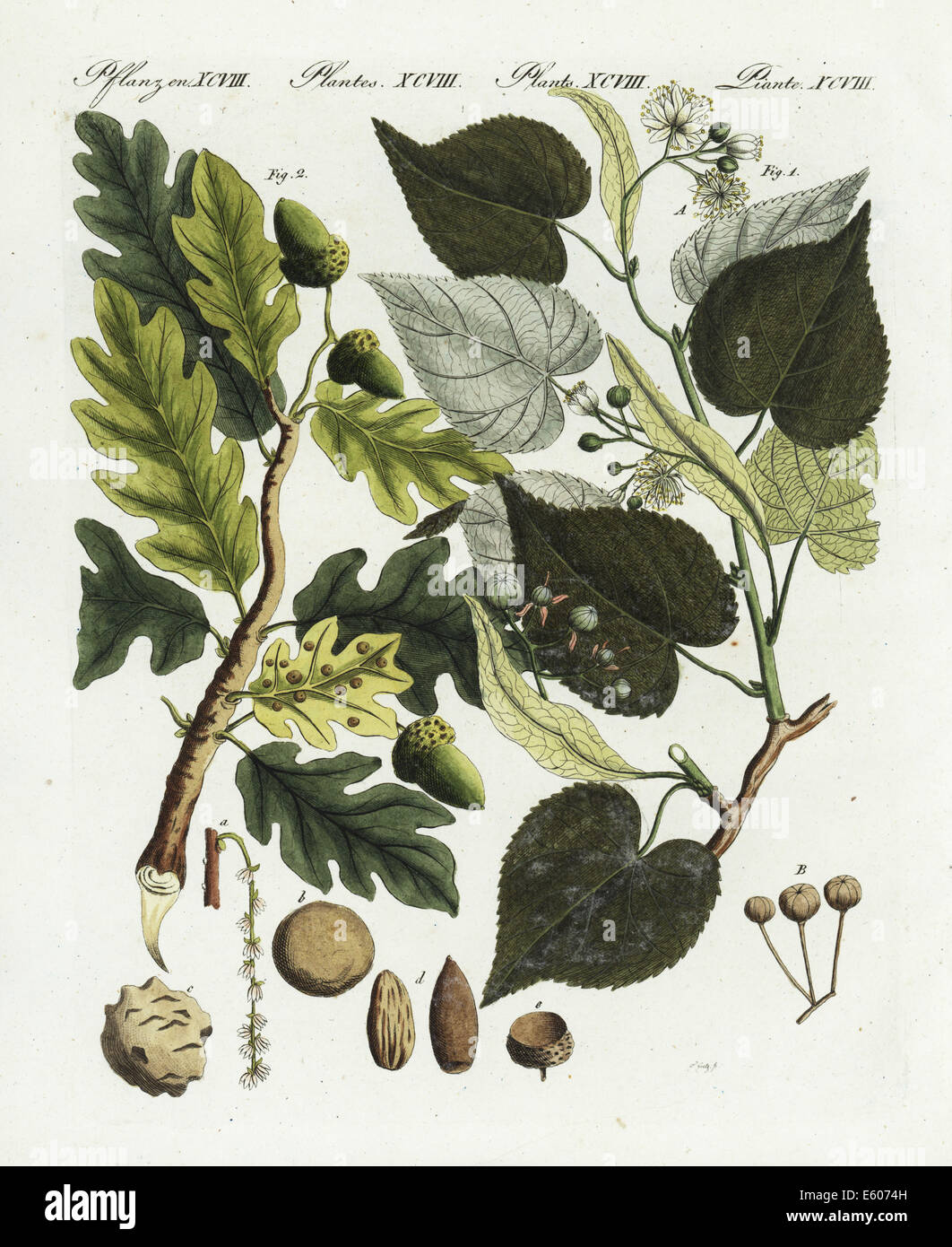 European lime tree, Tilia europaea, and English oak, Quercus robur