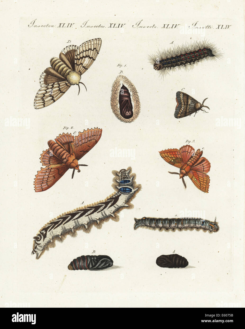 Gypsy moth, lappet moth and plum lappet moth. Stock Photo