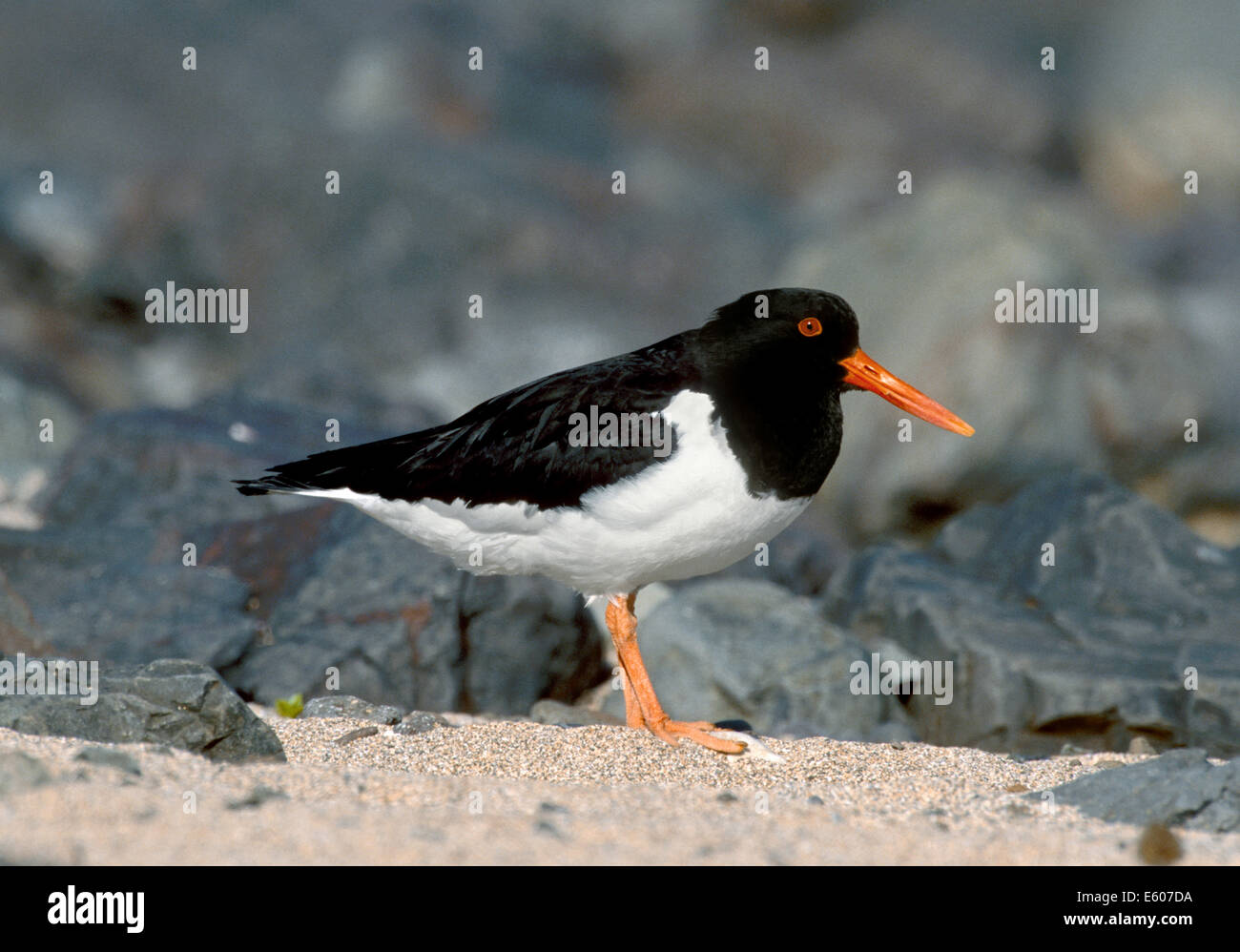 Oystercatcher Haematopus ostralegus Stock Photo