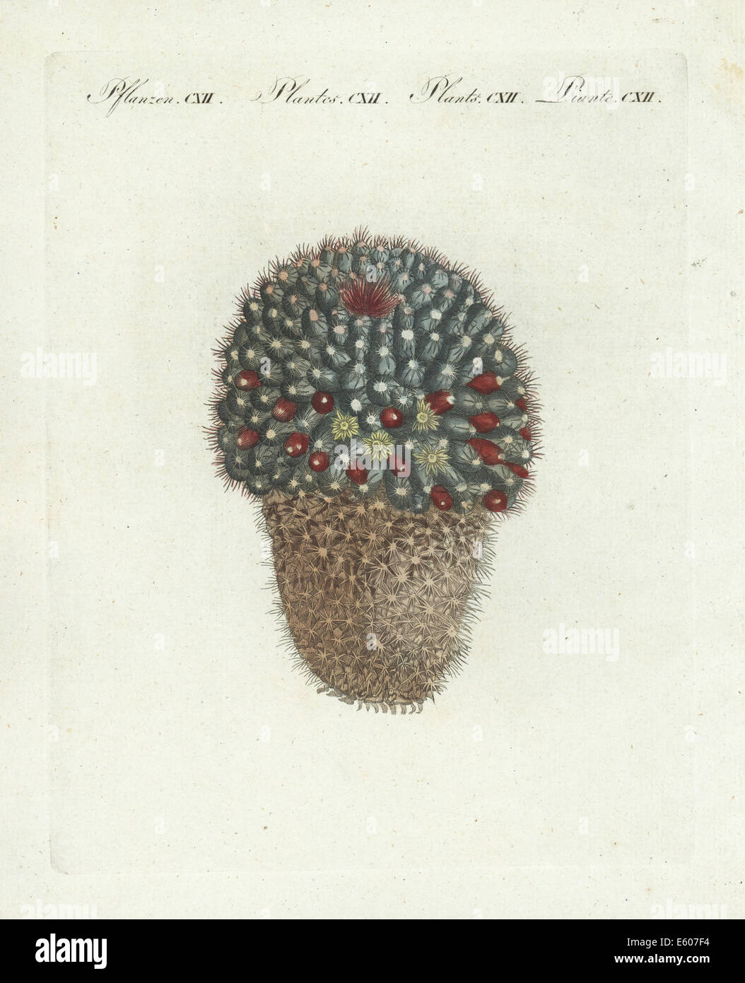 Woolly nipple cactus, Mammillaria mammillaris. Stock Photo