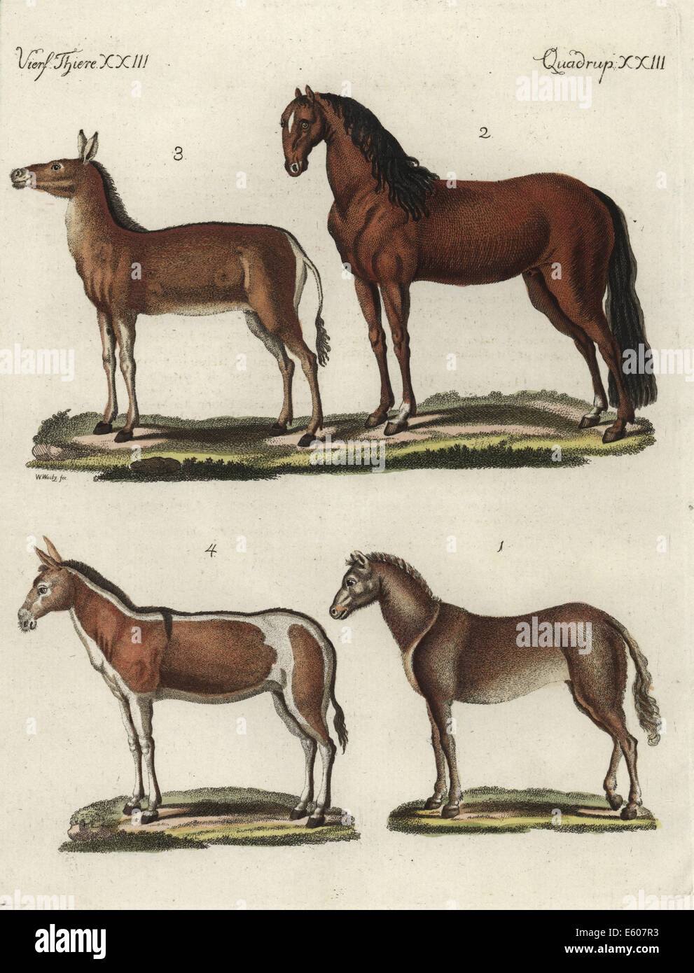Wild horse, domesticated horse, dziggetai or Gobi khulan, and onager. Stock Photo