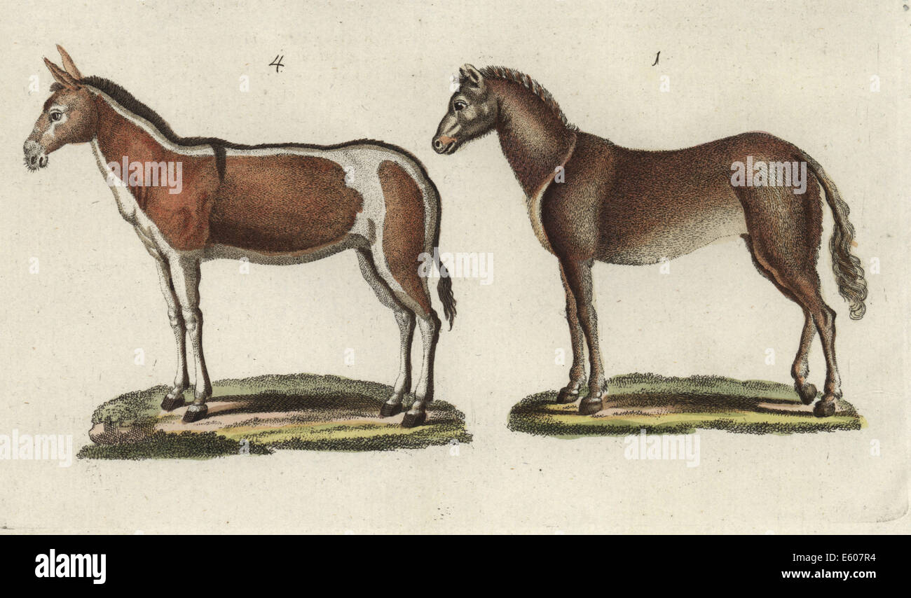 Wild horse (endangered) and onager (endangered). Stock Photo