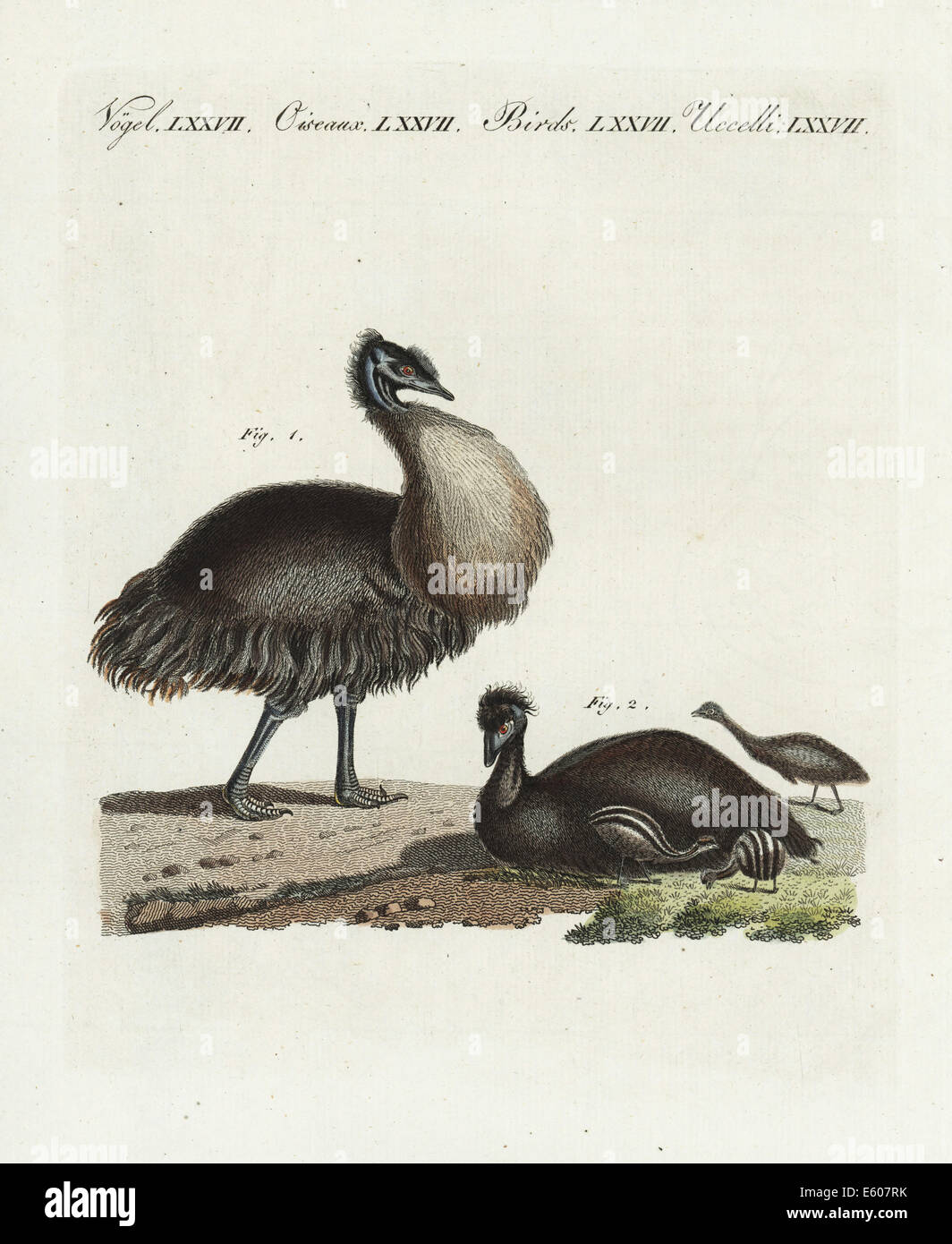 Kangaroo Island emu or dwarf emu, Dromaius baudinianus, extinct. Stock Photo