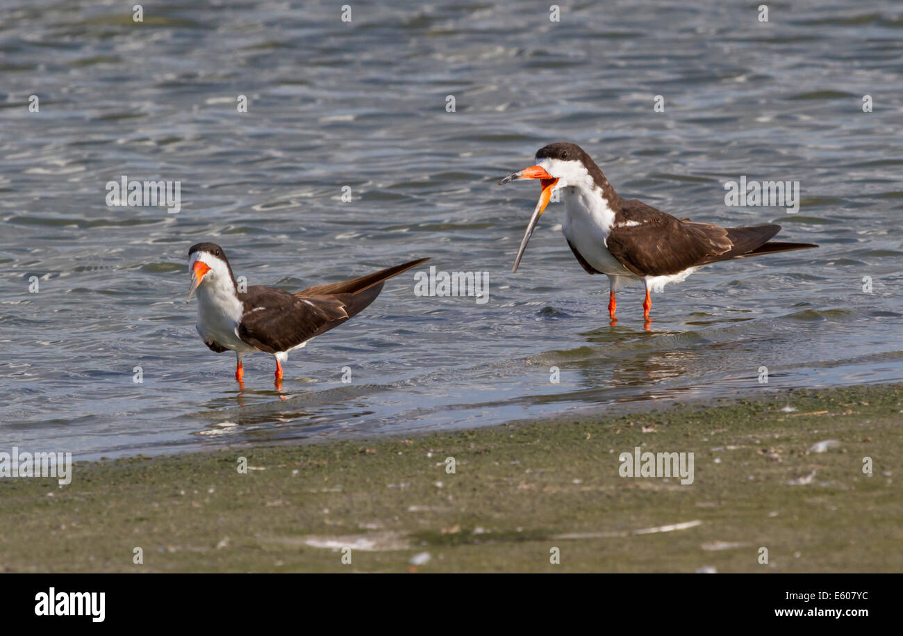 A pair of black skimmers (Rynchops niger) in shallow water near the ocean shore, Galveston, Texas, USA. Stock Photo