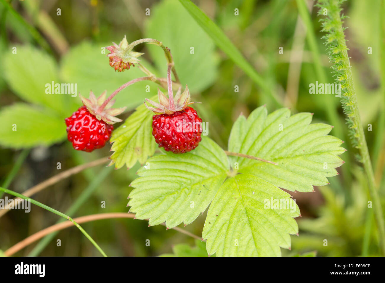 Wild strawberries or woodland strawberry (Fragaria vesca) Stock Photo