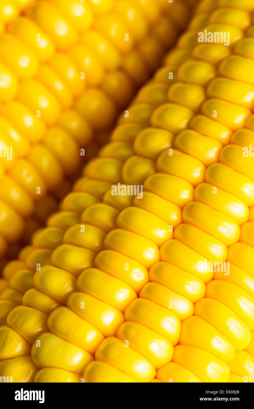 Corn on the cob Stock Photo Alamy