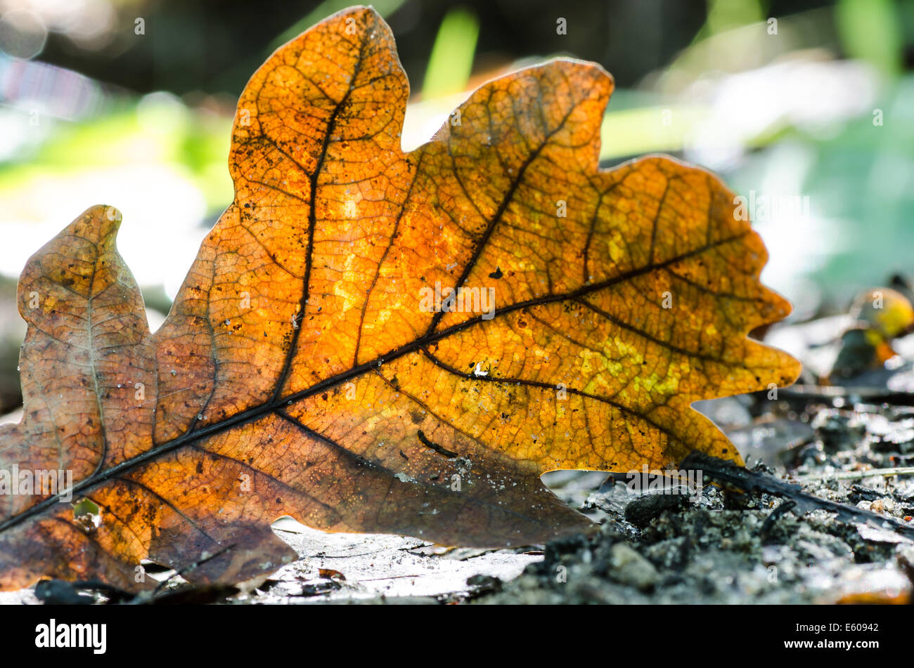 closeup to dried oak leaf Stock Photo Alamy