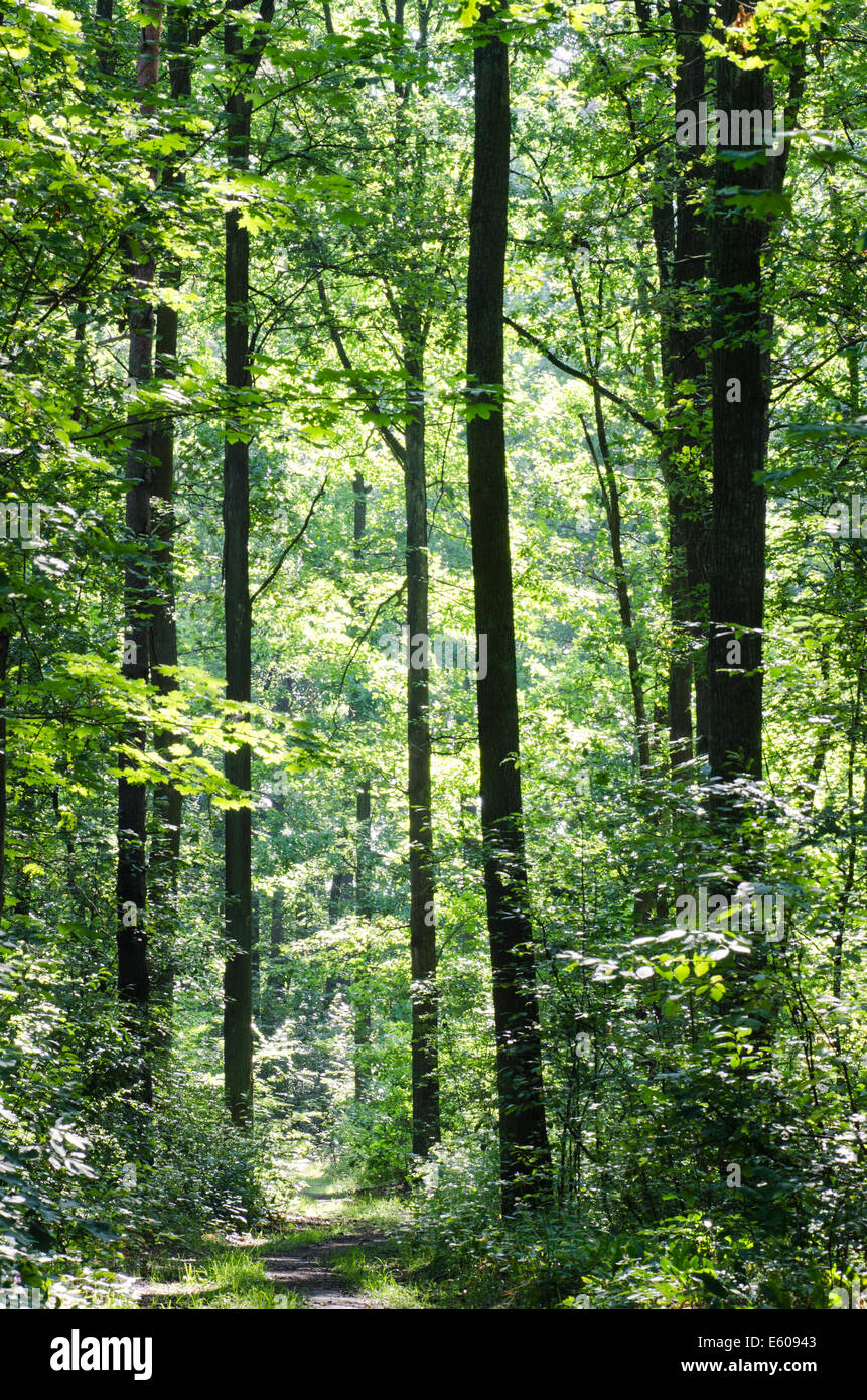 bottom view of trees in summer forest Stock Photo - Alamy