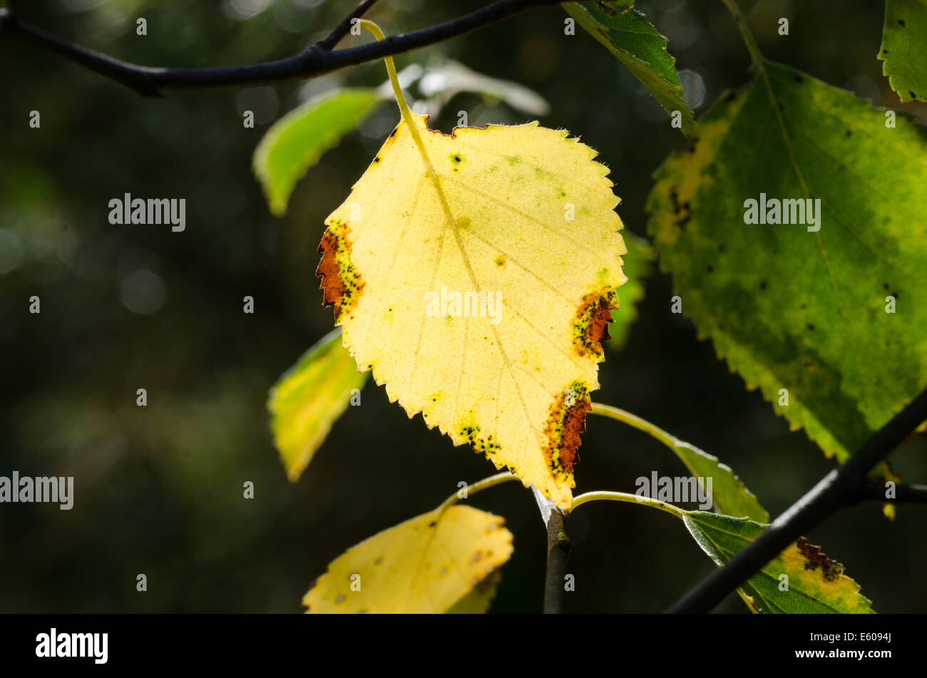 closeup to dried birch leaf Stock Photo Alamy